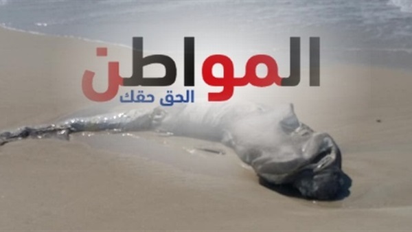 ظهور سمكة قرش نافقة