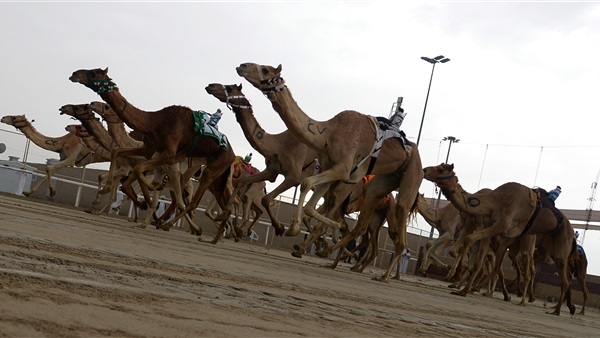 سباق الهجن