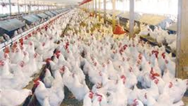 أسعار الفراخ