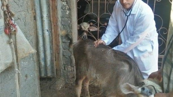 قافلة بيطرية