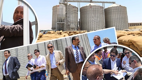 فساد القمح