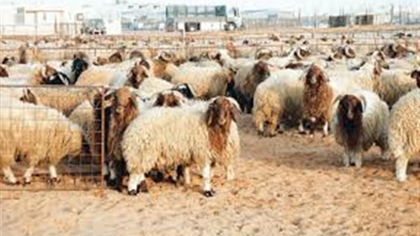 أسعار الأضاحى الحية