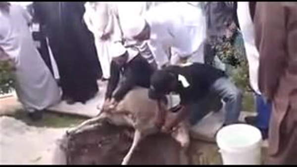 المواطن