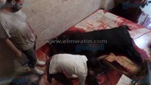 المواطن