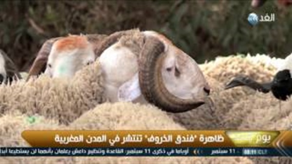 المواطن