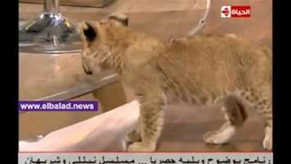المواطن