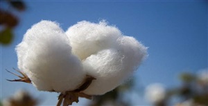 القطن المصرى