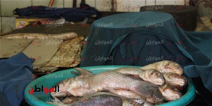 الرنجة والفسيخ