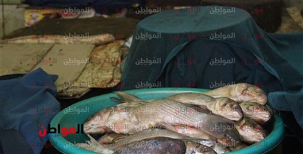 الرنجة والفسيخ