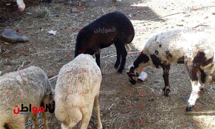 صور.. خاص لـبوابة