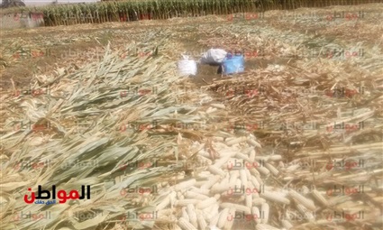 فيديو.. بوابة المواطن