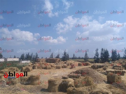 فيديو.. تكبيس قش