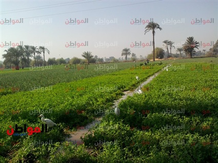 الريف المصري