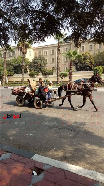 عربة كارو