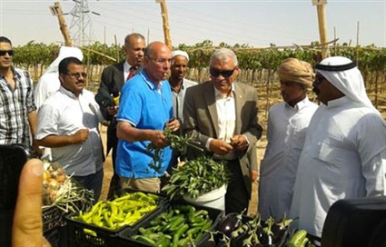الزراعة في سيناء