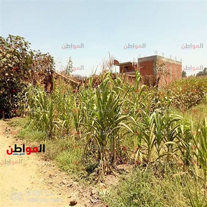 فيديو.. مشكلات الري