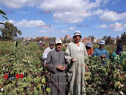 زراعة القطن