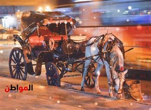 الحنطور