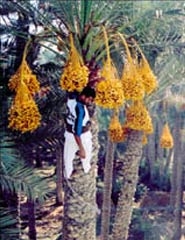 فيلم طالع النخل
