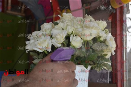 أسعار الورد في مصر