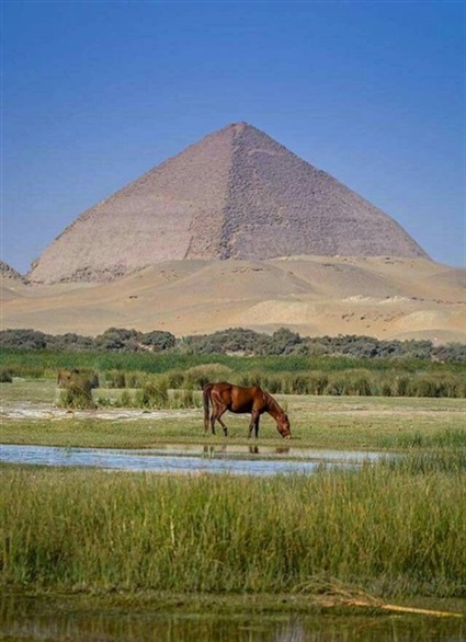 بركة الملك فاروق