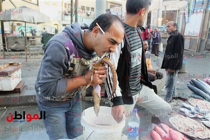 صور| حلقة السمك..