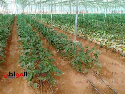 من داخل الصوب الزراعية