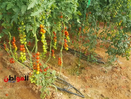 من داخل الصوب الزراعية