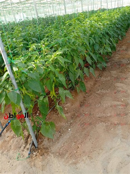 من داخل الصوب الزراعية