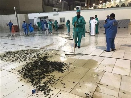 صرصور الحرم